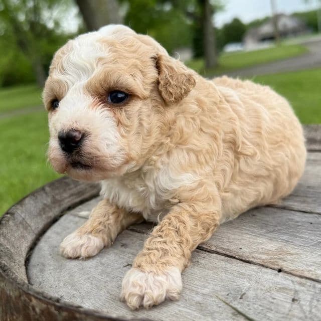 Luca - Bernedoodle Male