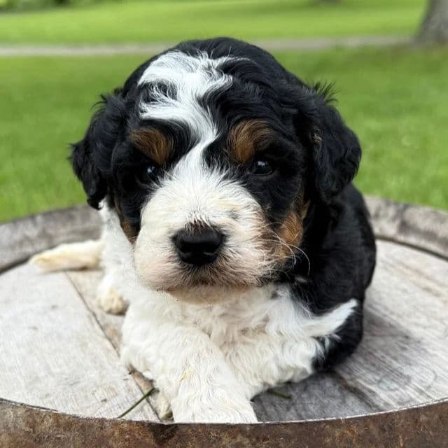 Jace - Bernedoodle Male