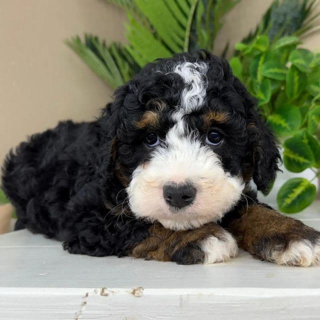 Hero - Bernedoodle Male