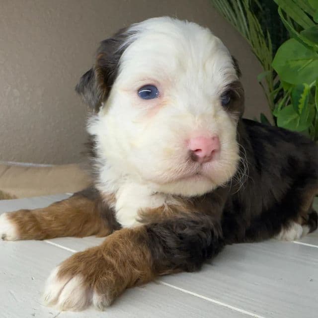 Noah - Bernedoodle Male