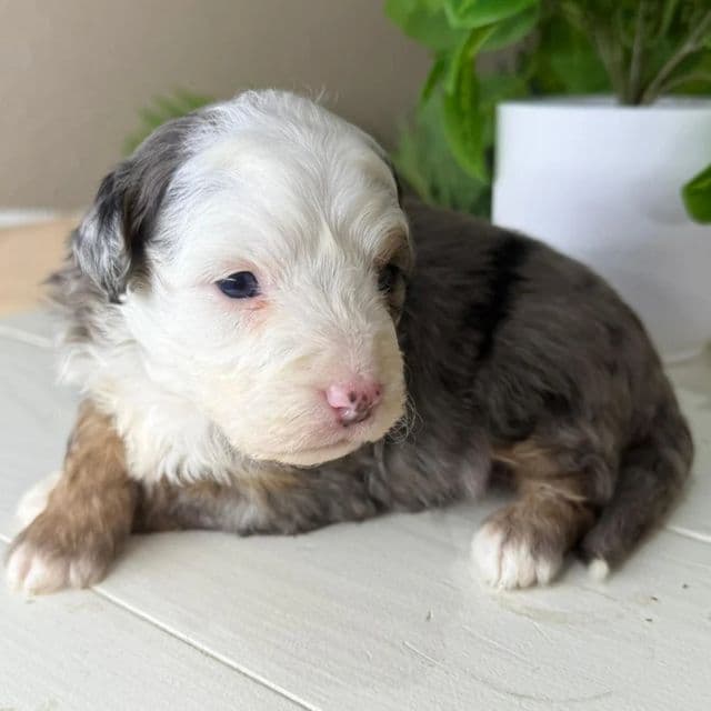 Caroline - Bernedoodle Female