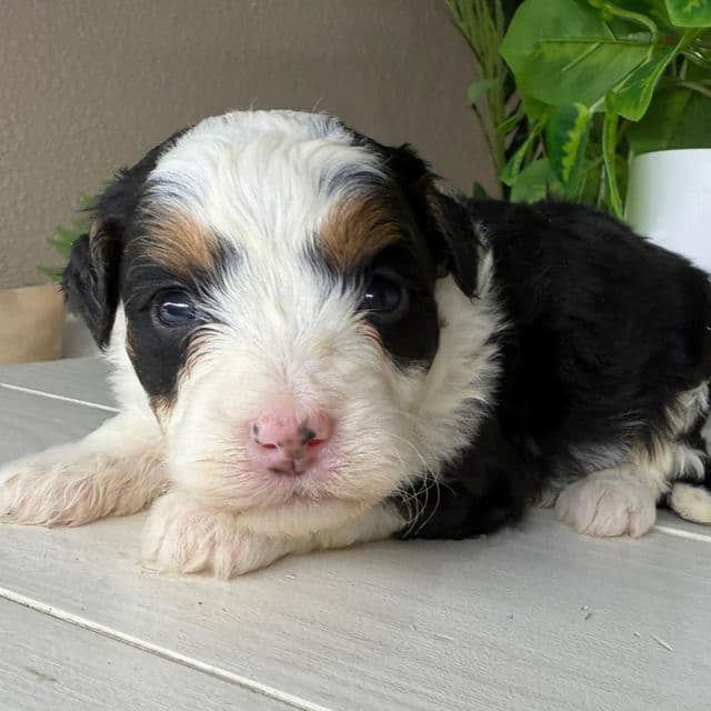 Ayla - Bernedoodle Female