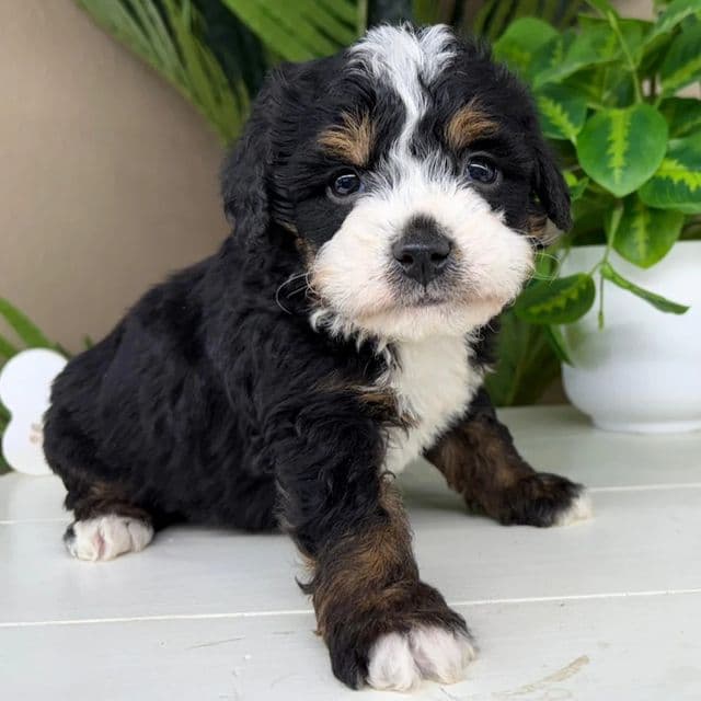 Isaac - Bernedoodle Male
