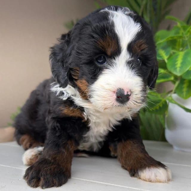 Frank - Bernedoodle Male