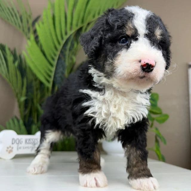Caleb - Bernedoodle Male