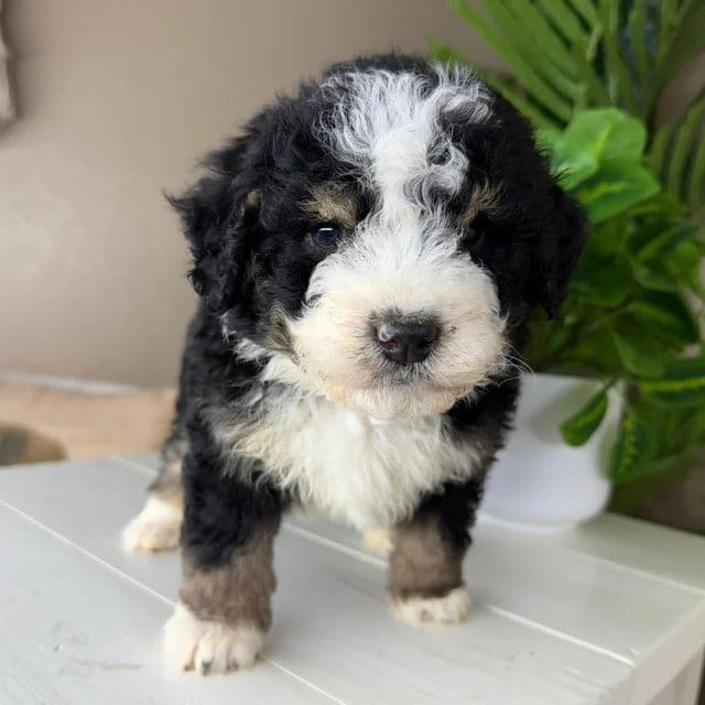 Ollie - Bernedoodle Male