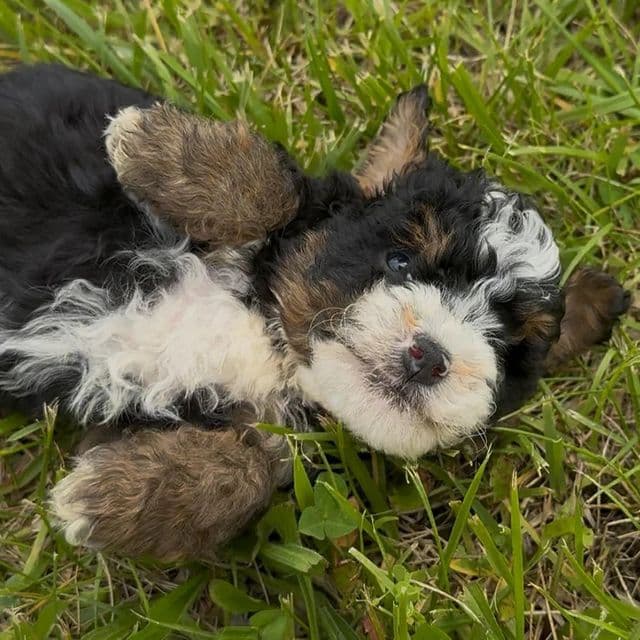 Maddy - Bernedoodle Female