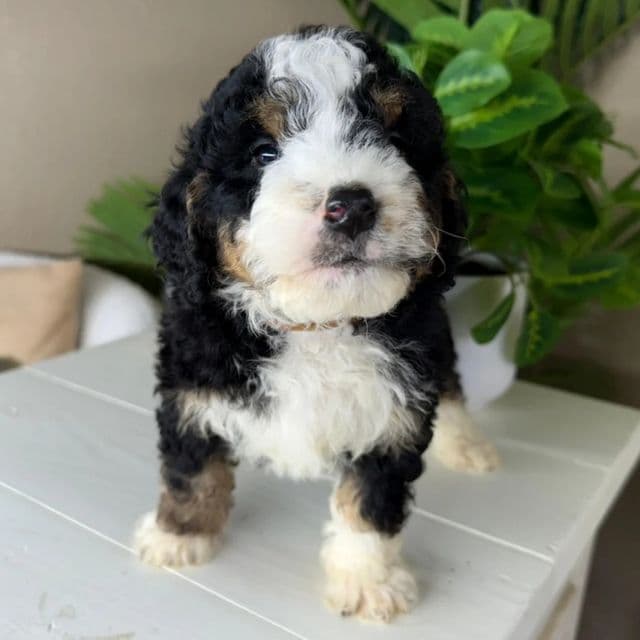 Boss - Bernedoodle Male