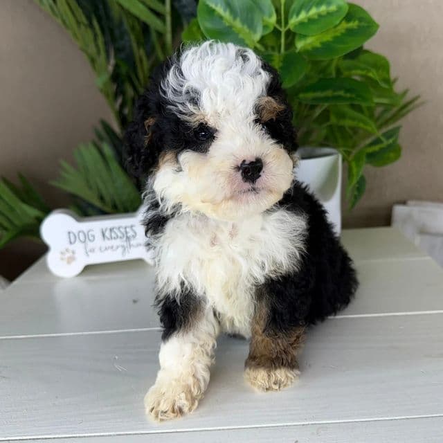Hannah - Bernedoodle Female