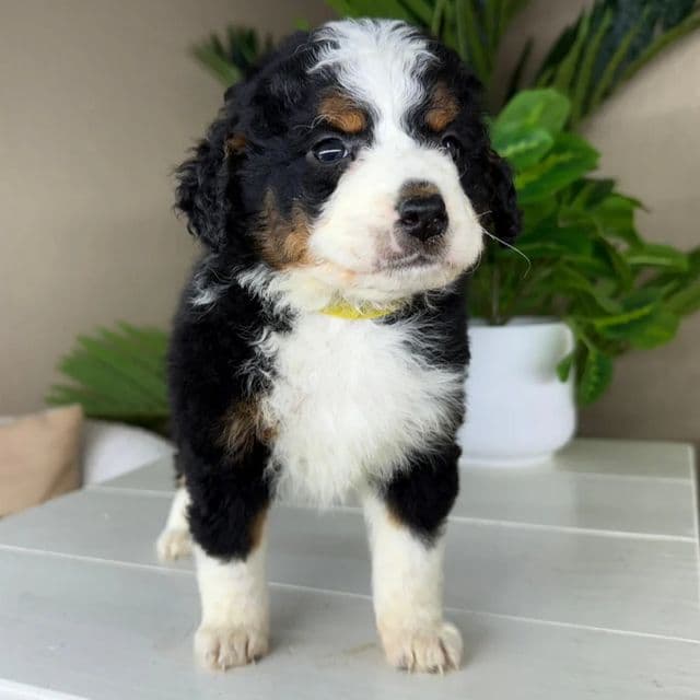 Blake - Bernedoodle Female