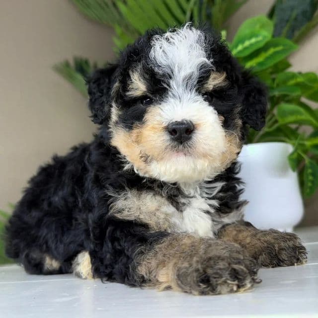 Alice - Bernedoodle Female