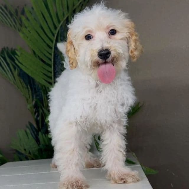 Honey - Goldendoodle Female