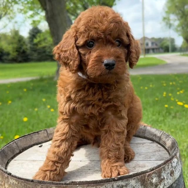 Sebastian - Goldendoodle Male
