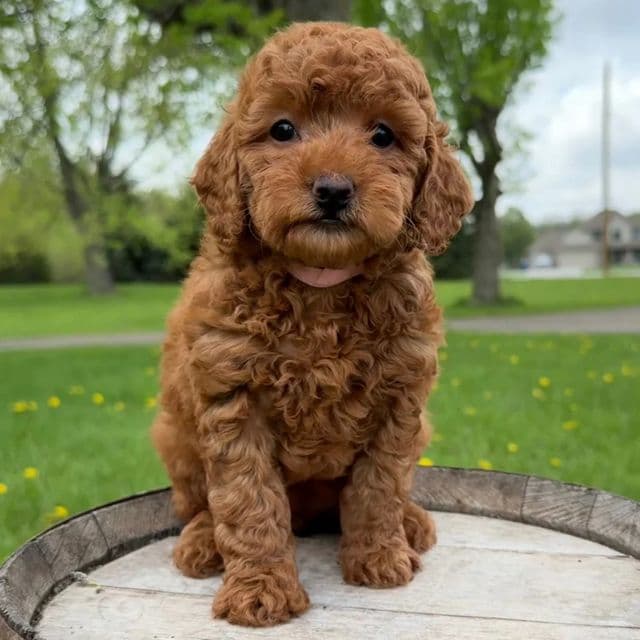 Ariana - Goldendoodle Female