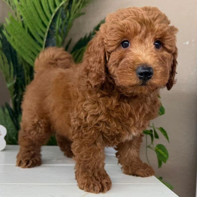Luke - Goldendoodle Male