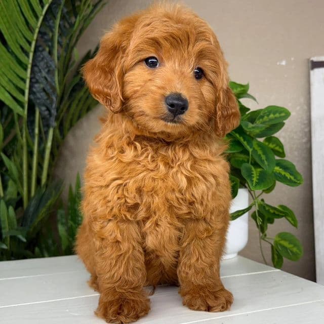 Max - Goldendoodle Male