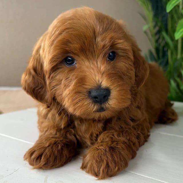 Levi - Goldendoodle Male