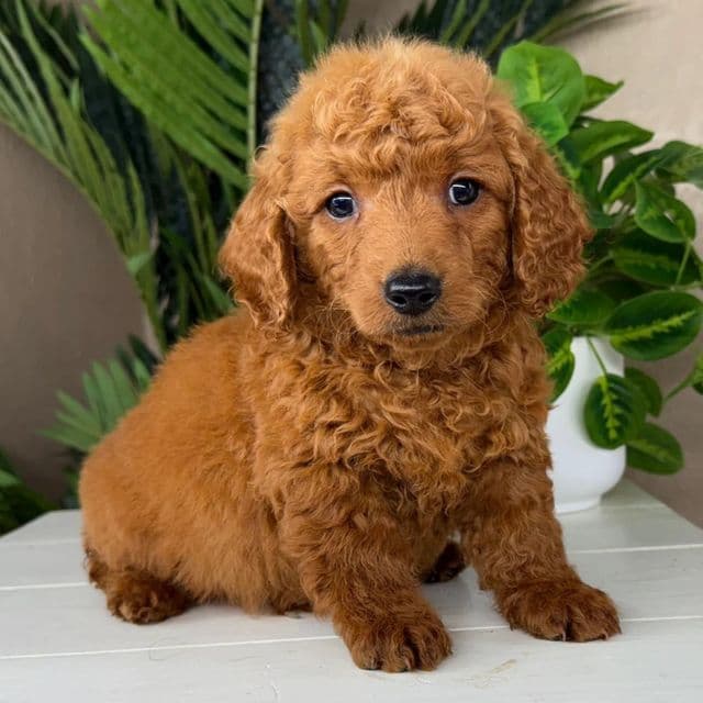 Calvin - Goldendoodle Male