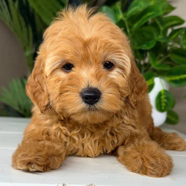 Alexa - Goldendoodle Female