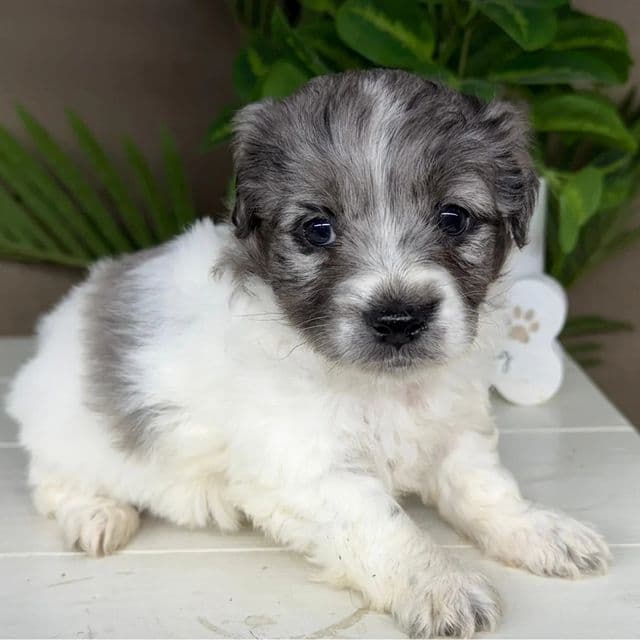 Skye - Goldendoodle Female
