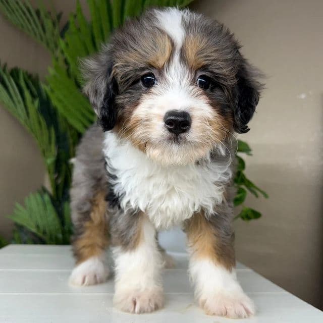 Wanda - Bernedoodle Female