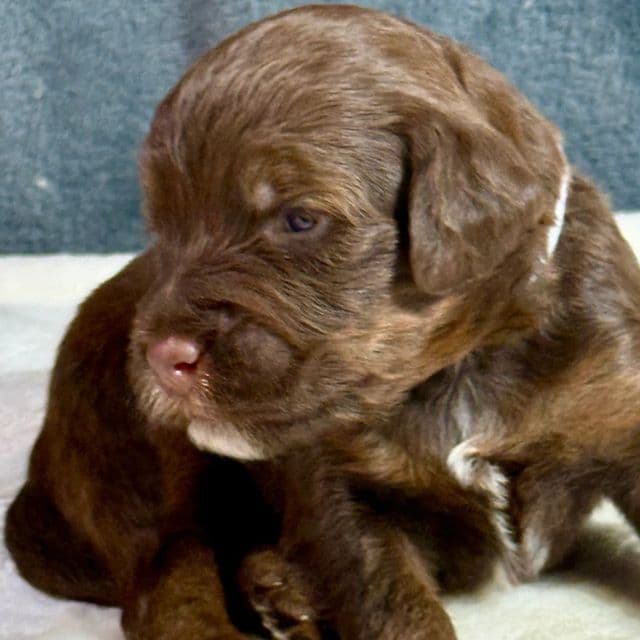 Ary - Aussiedoodle Male