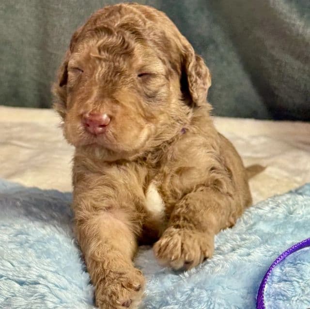 Abu - Aussiedoodle Male