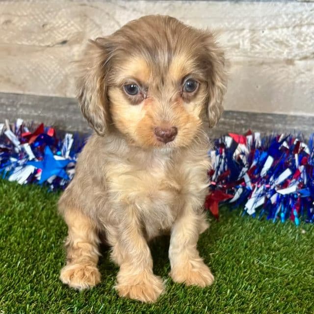Drago - Cavapoo Male