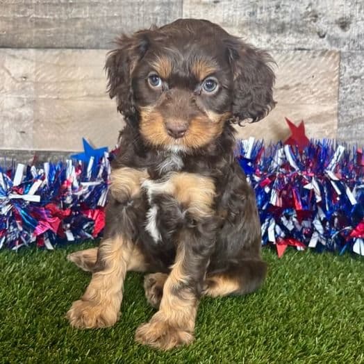 Dash - Cavapoo Male