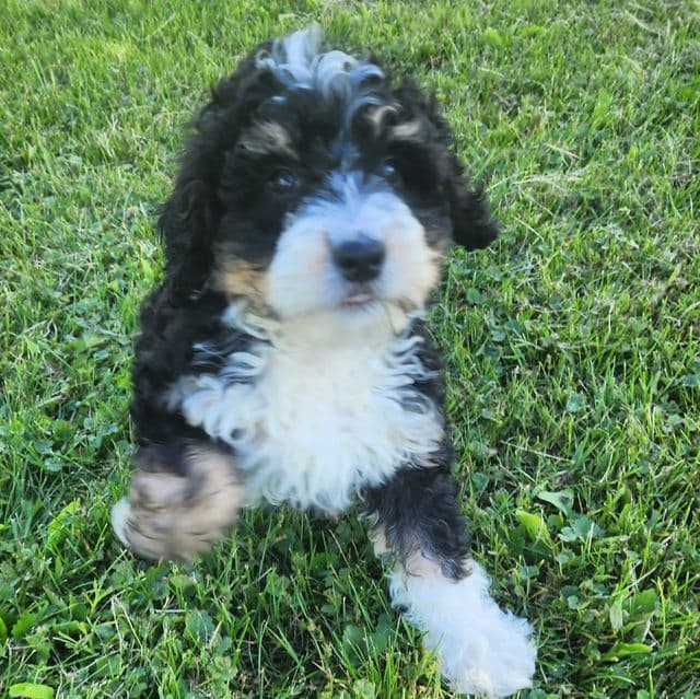 Smuge - Bernedoodle Male