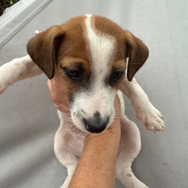 Male 1 - Jack Russell Terrier Male