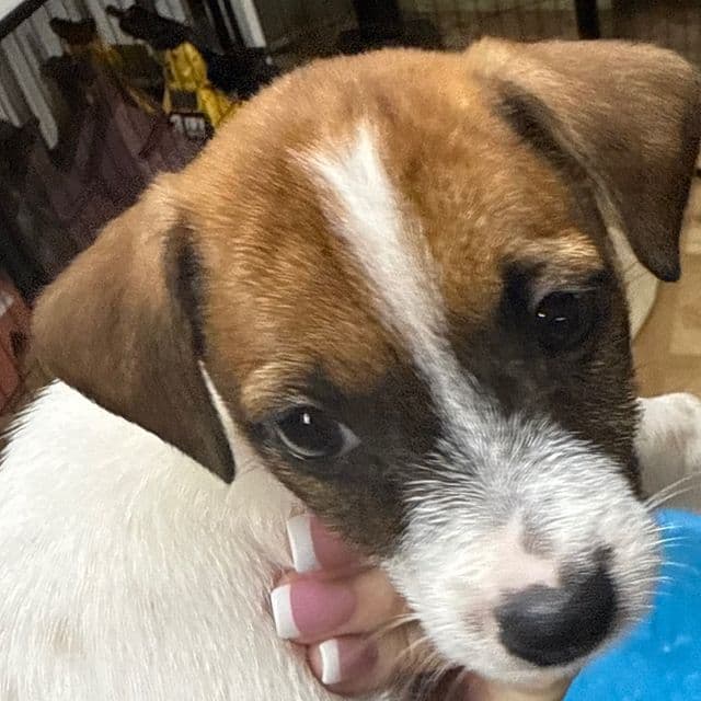 Female 1 - Jack Russell Terrier Female