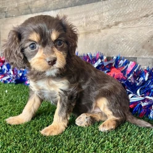 Dixie - Cavapoo Female