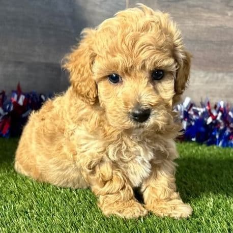 Buster - Poochon Male