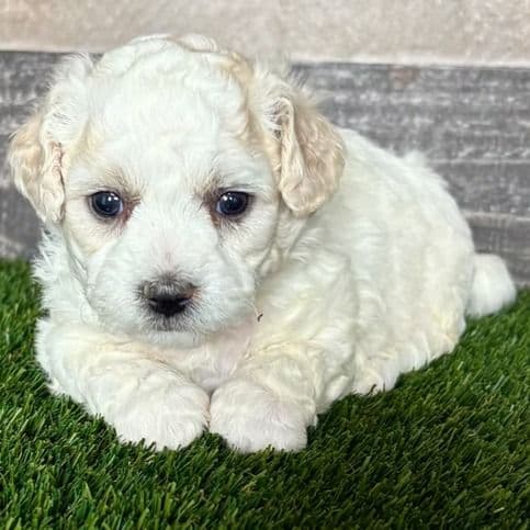 Eddie - Shichon Male