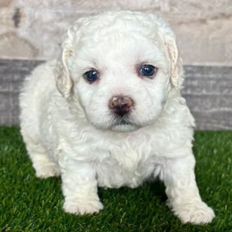 Ella - Shichon Female