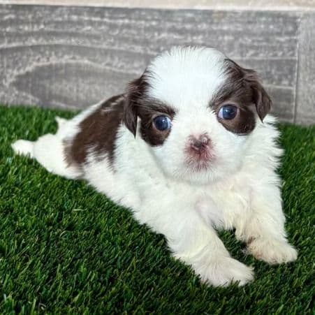 Harper - Shih Tzu Female