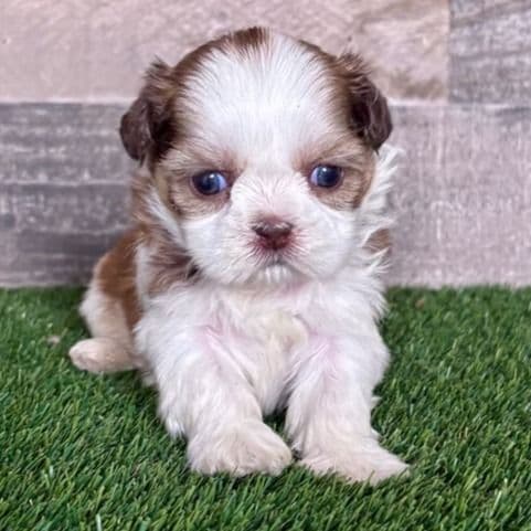 Haley - Shih Tzu Female
