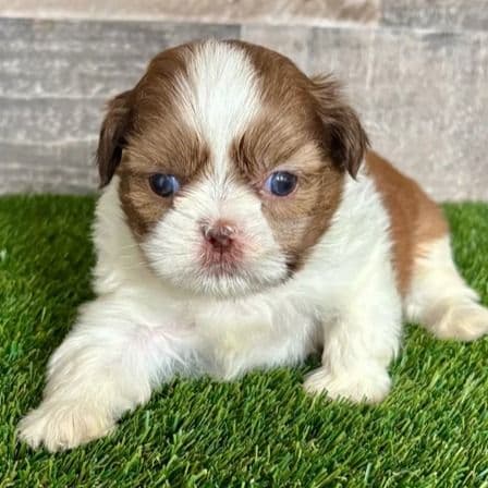 Hops - Shih Tzu Male