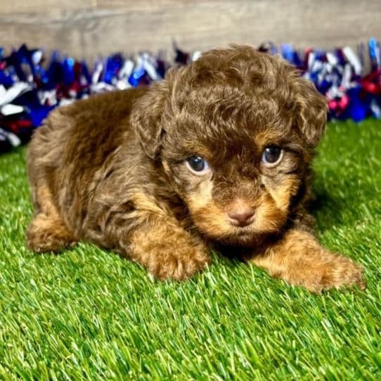 Polly - Yorkipoo Female