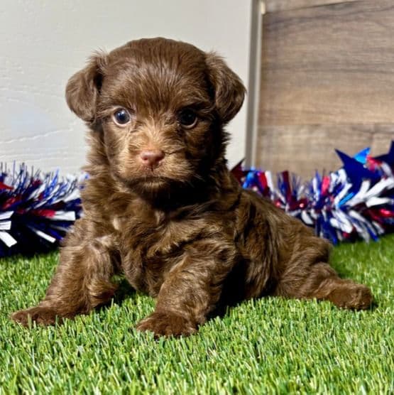 Perry - Yorkipoo Male