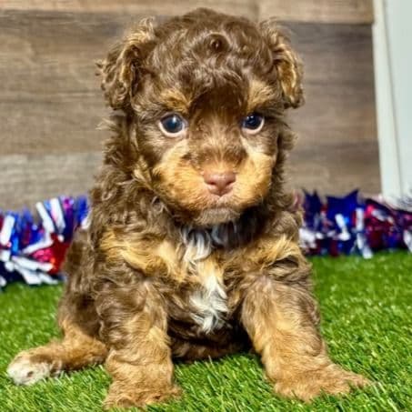 Pete - Yorkipoo Male