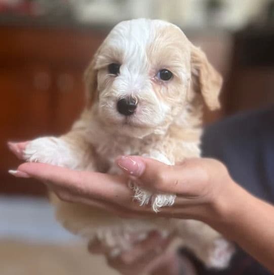 Princess - Labradoodle Female