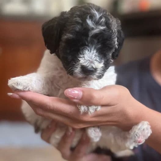 Leah - Labradoodle Female
