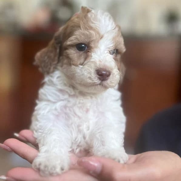 Nani - Labradoodle Female