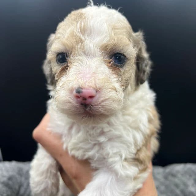 Jackson - Labradoodle Male