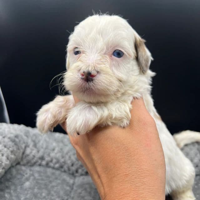 Bluey - Labradoodle Male