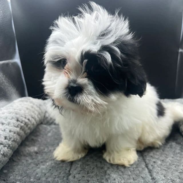 Olí - Shih Tzu Male