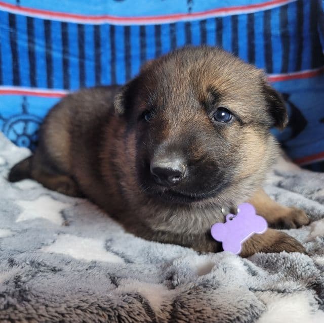 Beauty - German Shepherd Dog Female