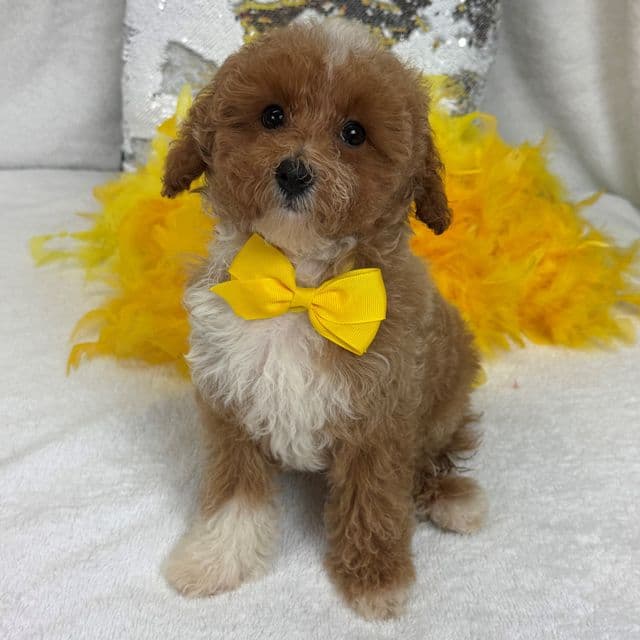 Riley Yellow Boy - Cavapoo Male